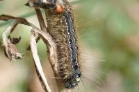 Malacosoma neustria