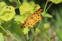 Pseudopanthera macularia