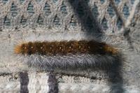 Diacrisia purpurata