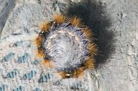 Diacrisia purpurata