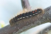 Euproctis chrysorrhoea