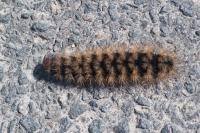 Arctia villica