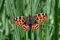 Araschnia levana