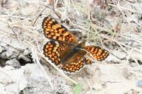 Melitaea phoebe