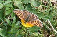 Melitaea cinxia