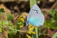 Glaucopsyche alexis