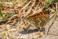 Melitaea cinxia