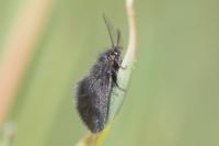 Epichnopterix