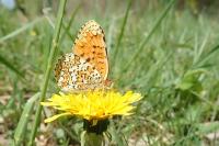 Melitaea phoebe