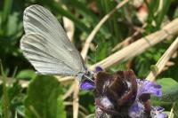 Leptidea sinapis