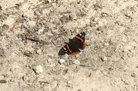 Vanessa atalanta