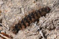 Arctia villica