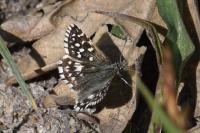 Pyrgus malvae