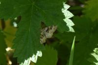 Xanthorhoe designata