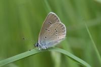 Cyaniris semiargus