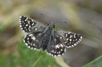 Pyrgus malvae