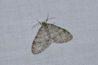 Trichopteryx carpinata