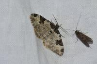 Xanthorhoe fluctuata