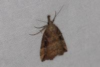 Hypena rostralis