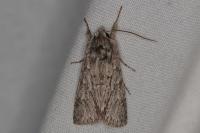Xylocampa areola