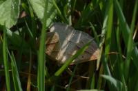 Petrophora chlorosata