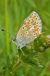 Aricia agestis