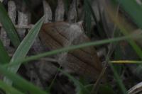 Petrophora chlorosata