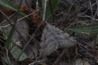 Aplocera plagiata