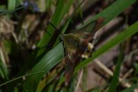 Hemaris fuciformis