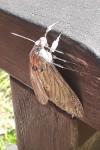 Agrius convolvuli