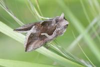 Macdunnoughia confusa