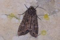 Mamestra brassicae