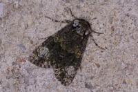 Craniophora ligustri