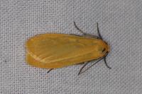 Wittia sororcula