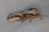 Egira conspicillaris