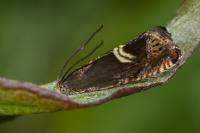 Grapholita discretana