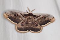 Saturnia pyri