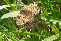 Melitaea phoebe