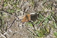 Melitaea cinxia