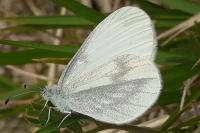 Leptidea sinapis
