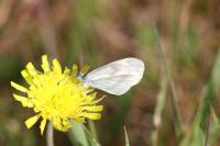 Leptidea sinapis