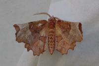 Selenia lunularia