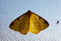 Opisthograptis luteolata