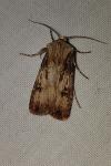 Agrotis puta