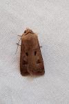 Agrotis exclamationis