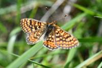 Euphydryas aurinia