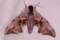 Smerinthus ocellatus