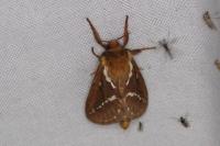 Korscheltellus lupulinus