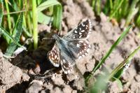 Pyrgus malvae