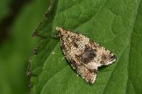 Celypha lacunana